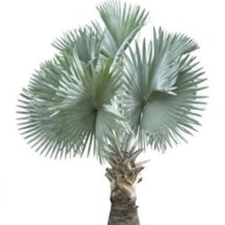 Bismarck Seeds And Palms