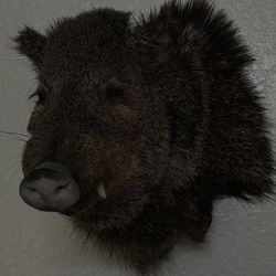 Wild Bore ( Javalina ) With Tanned Hide 