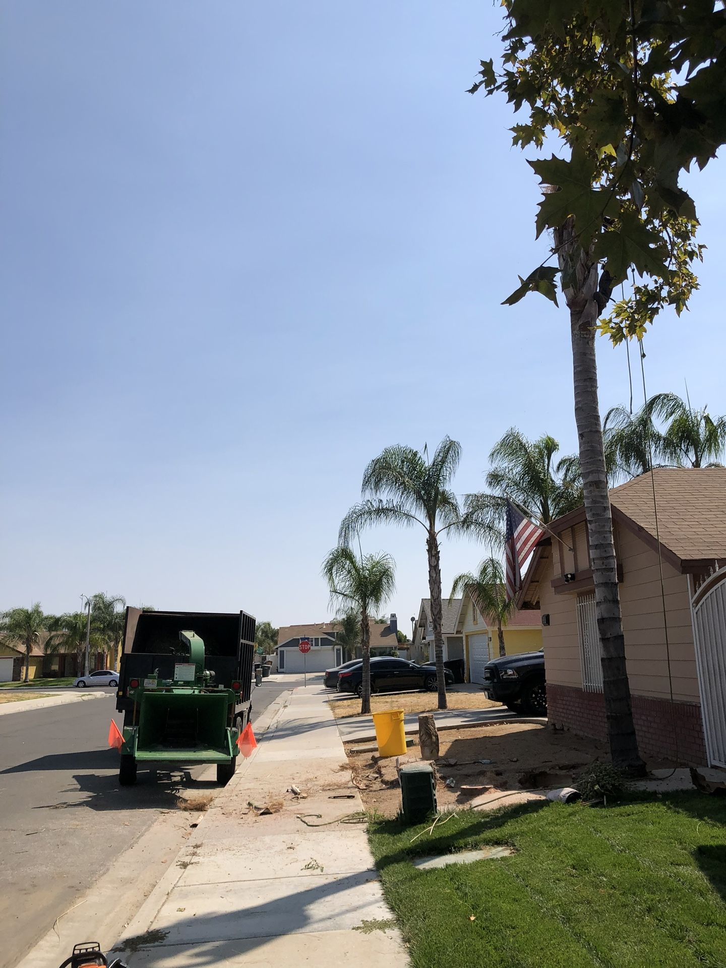 🌴Tree Trimming 🌳