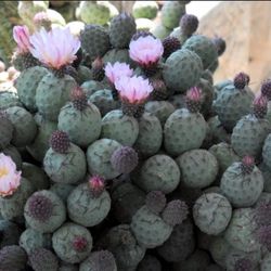 Exotic Snow Man Cactus 🪴🌵🏐