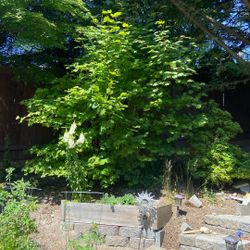 Free Pretty Vine Maple Tree 8’x10”