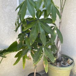 Money Tree