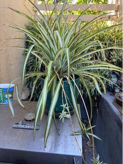 Plant