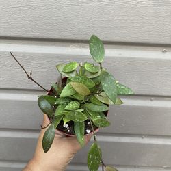 4” hoya memoria gracilis