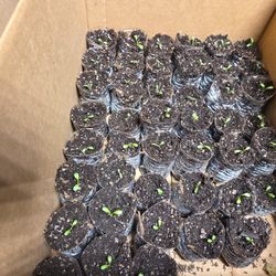 Paris Island Lettuc Starts