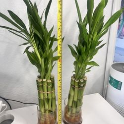 Bundle Of 10 Lucky Bamboo Plant (20inch Tall Total Height)