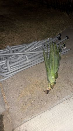 Planta de savila gratis