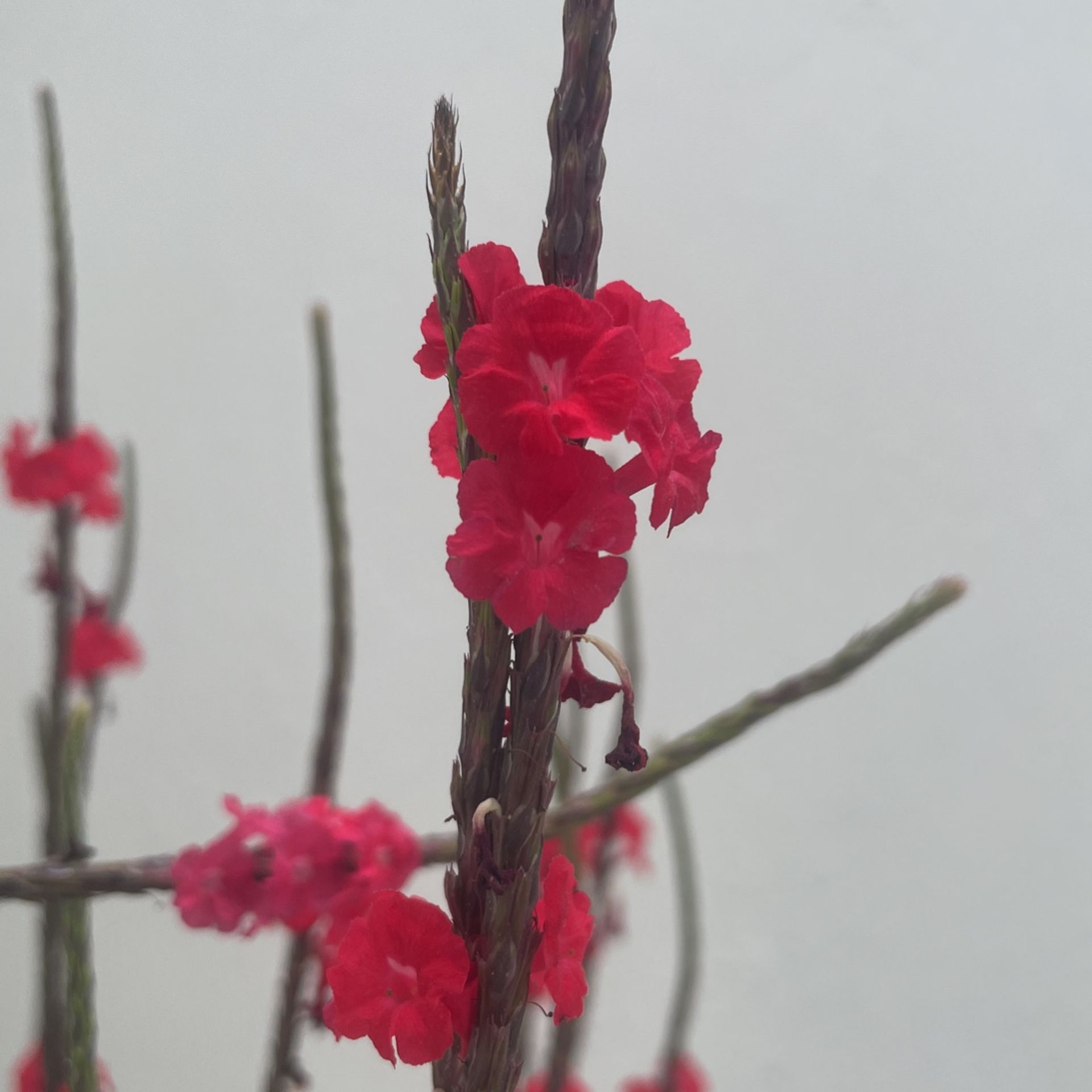 Red Porterweed Bush Flower Plant- Planta Flores