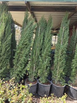 Italiano Cypress Pines 7gallon 7ft Tall 