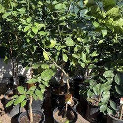 Navel Orange 🍊 Trees 4F The Tall $55 Each Price Firm