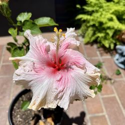 Exotic Hibiscus, Pink Ruffle Large Flower, $22