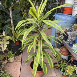 47" Tall Lemon Lime Dracaena air purifying plant in plastic pot