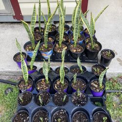*$1 to $5* Laurentii Snake Plants | Air Purifying Plant | Sansevieria 