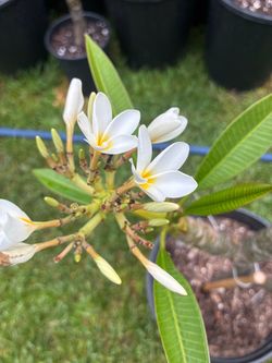 2 gallon Blooming Plumeria