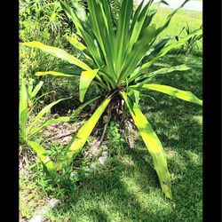 GIANT Spider Lilly Plants