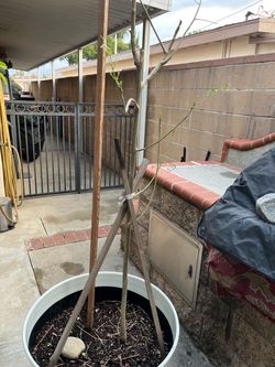 Rooted moringa tree