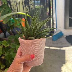 Haworthia