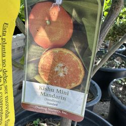 Kishu Mini Mandarin Tree 25g