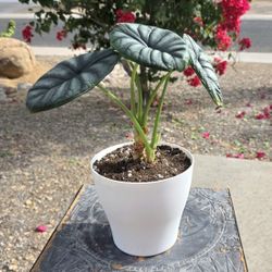 Alocasia Dragon Scale