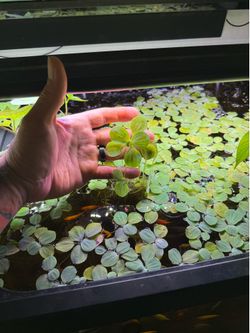 Dwarf Water Lettuce