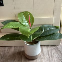 Big Leaf Artificial Plant In 4” Pot