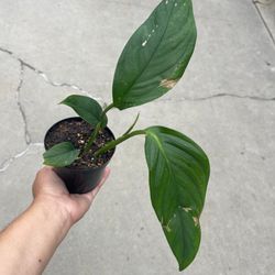 4” monstera pinnatipartita