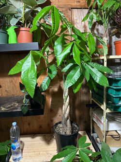 Big Money Tree Indoor Plant