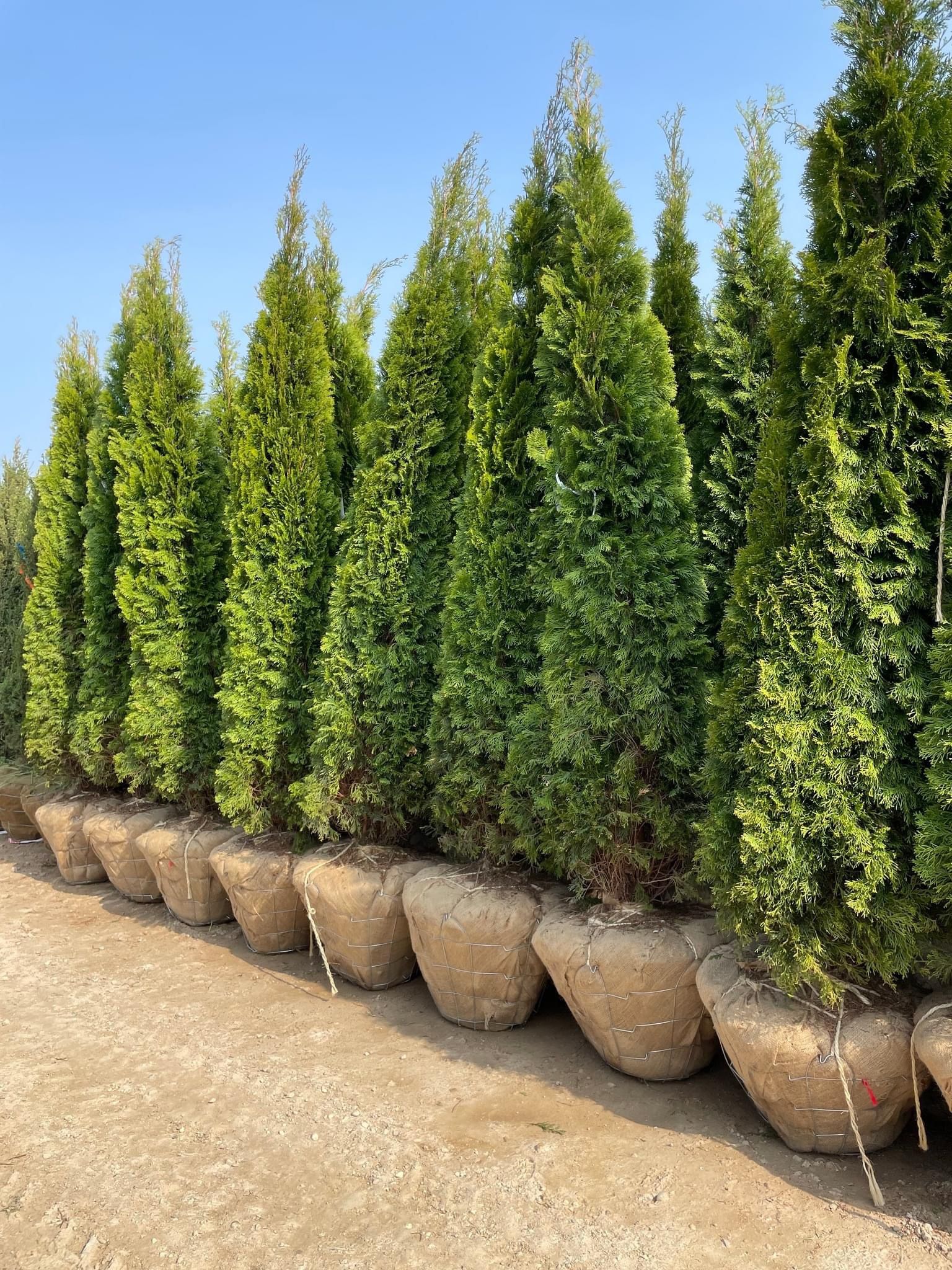 Privacy Tree Sale FREE DELIVERY! Emerald Green & Green Giants
