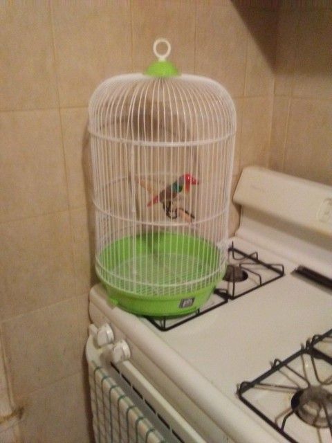 Bird Cage