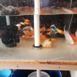 Fish Toy And 80 Gallon Fish Tank
