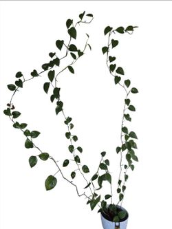 Long pothos 
