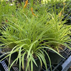 ‘Stella De Oro’ Daylily Plants 
