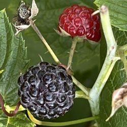 Plants For Sale - Perfect For Summer Planting! - $5 Each (Thornless Blackberries, Raspberries, Hostas, Lilies)