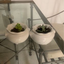 Baby Succulent 