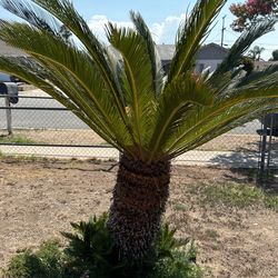 Sago Palm