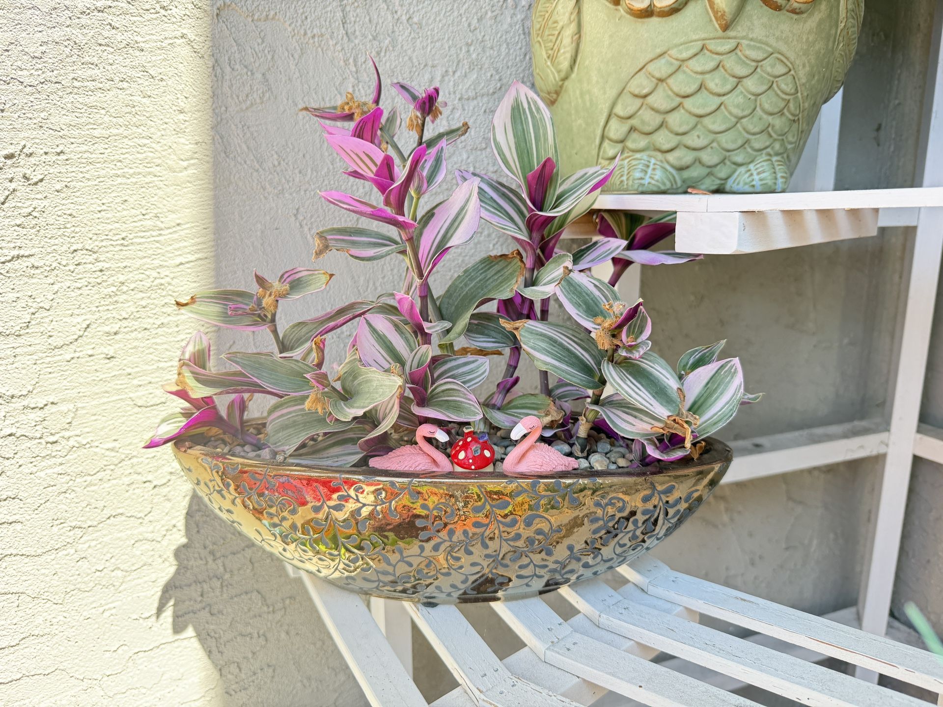 Indoor Or Outdoor plant In A Nice Pot