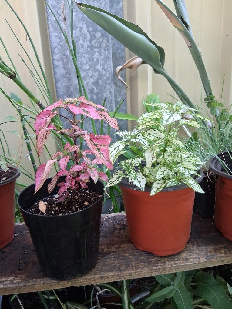 Polka dot plants