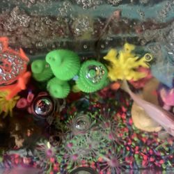 FISH TANK / Complete