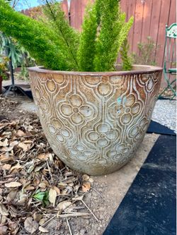 Distress style pots for plumeria or indoor fiddle leaf trees, etc.
