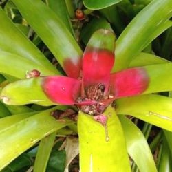 Beautiful Bromeliad Houseplant Landscape plant