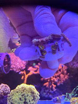 Decoration coral