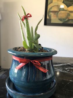 Aloe-and other succulents/ sábila y otras plantitas