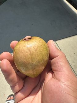 Guava Tree