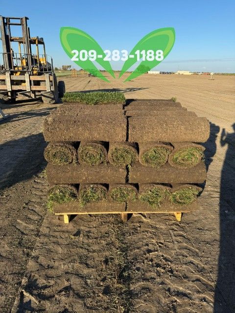 Best QUALITY Sod