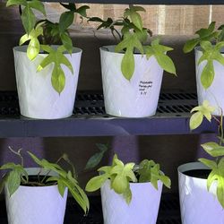 Plants (10”pot🌿Philodendron Florida ghost MINT $15 each)