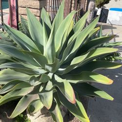 Agave Attenuata Aka Foxtail Or Lions Tail Huge Stock