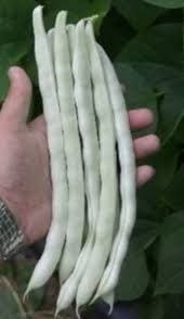 1 Bia Bu Lao White Chinese Import Bean Vine