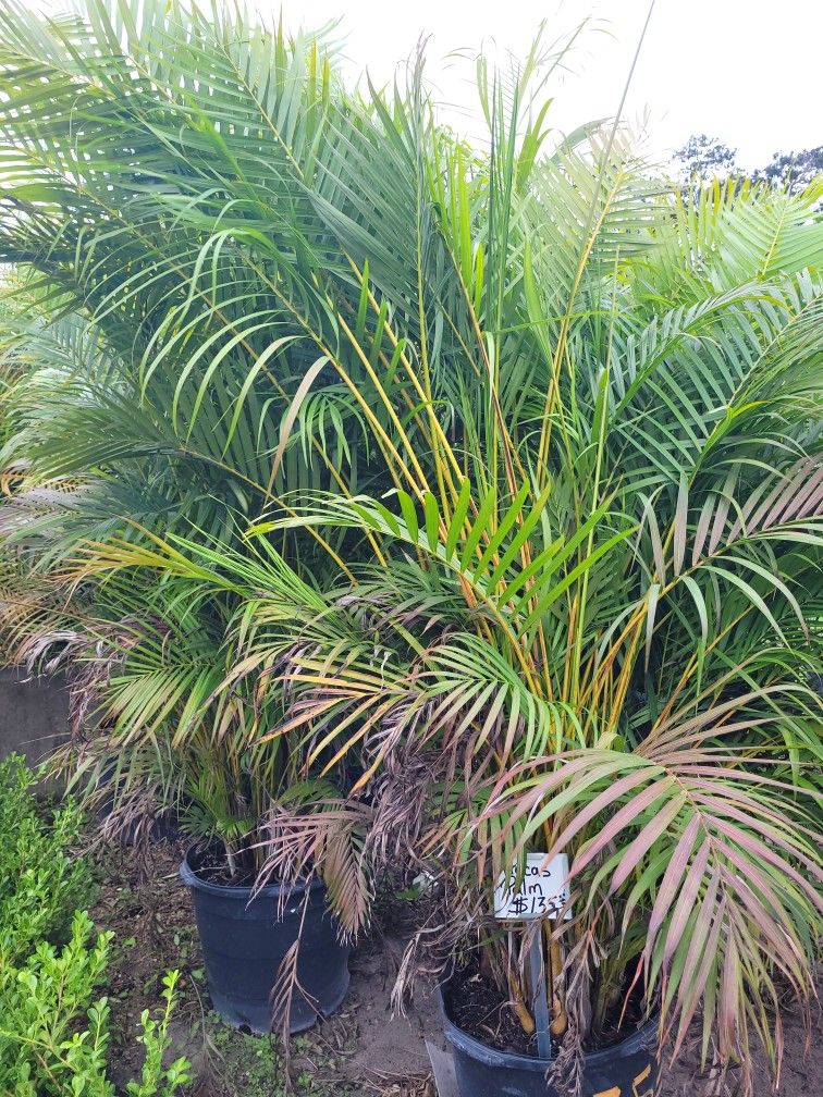 ARECAS PALM