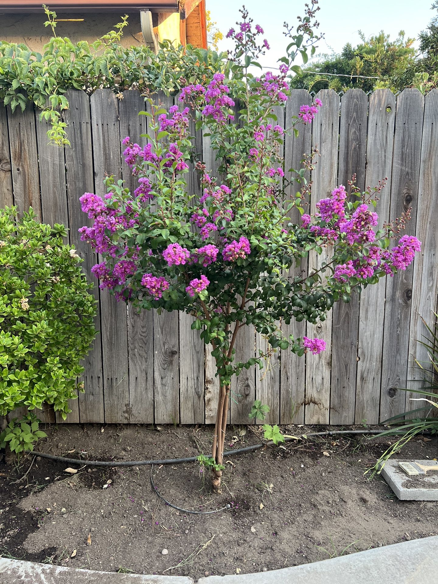 Crape Myrtle Pink 7 Feet Tall It’s In The Ground 