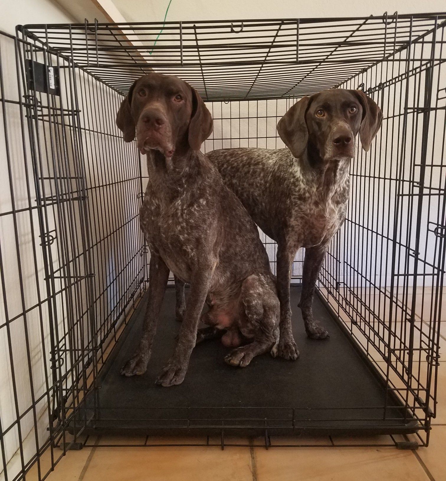 Large dog crate - 42" double door